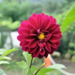 Jovita Flores Jovita Flores