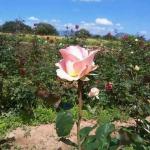 Imagen de Amelia Martinez